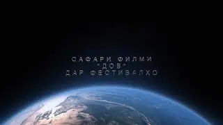 Dov дар фестивалҳо