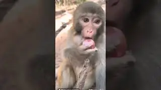 Baby monkey