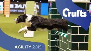 Agility - Championship Final | ​Crufts 2019