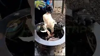 Новый способ ощипа утки породы СТ-5, возраст 5 месяцев! Бесценный опыт наших покупателей. АГРОСТАРТ