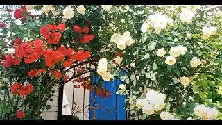 Закарпатье.Привет от моих ОДЕССКИХ РОЗ! Начинаю заниматься участком/деление старых кустов гортензий.