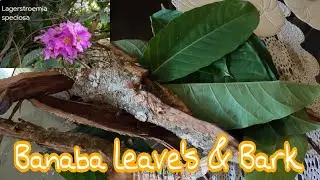 BANABA HERBAL MEDICINE (MGA BENEPISYO NG BANABA LEAVE'S & BARK