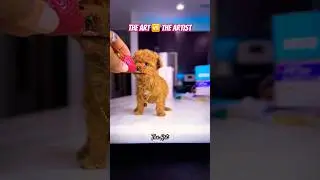 The Artist 🆚 The Art #toypoodle #puppy #dogowner #shorts
