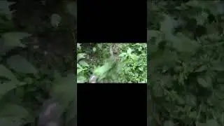 Иду! Иду! #shorts #memes #meme
