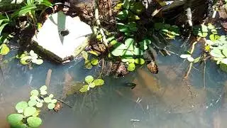A natural looking garden fish pond