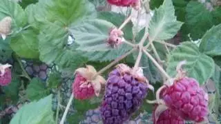 MORA LAMPONE un frutto semplice da coltivare