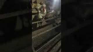 утро в деревне