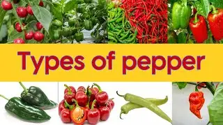 Types of pepper || hottest pepper || pepper species 🌶️🫑