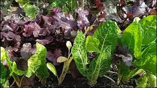 мангольд - что это и чем он полезен