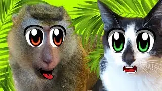 Кот Малыш и СМЕШНЫЕ ОБЕЗЬЯНКИ! ЧЕЛЛЕНДЖ КТО БЫСТРЕЕ! кошка МУРКА и Баффи на МОРЕ! ОГРОМНЫЙ СЛОН