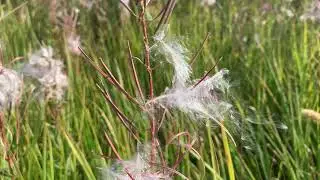 Приятный стрекот кузнечиков .Семена иван-чая (кипрея узколистного) the sound of grasshoppers.