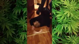 Я не собака я человек (я просто помочь хотел)