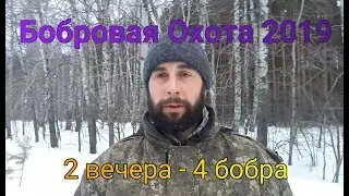 Бобровая охота 2019  2 вечера - 4 бобра