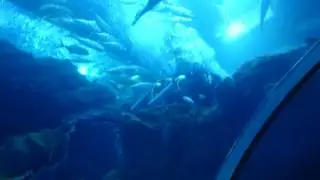 Неделя влогов в Дубае понедельник #2