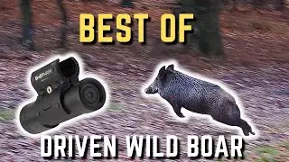 Best of driven wild boar hunt - Top ShotKam compilation 2022-2023