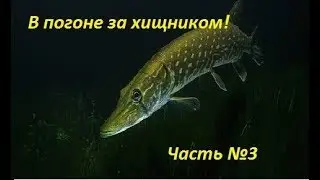В погоне за хищником! Часть №3