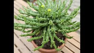Euphorbia flanaganii in bloom August 2024
