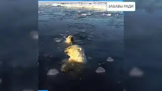 Как белые медведи реагируют на квадрокоптер  Очень забавно
