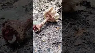 Несчастный 🍄 #гриб на земле и мелкий 🪱 #слизняк - лесные 🌲 растения и дикие #животные вредители