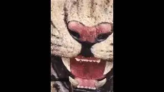 What can you do with a rock | Что можно сделать с камнем