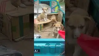 хаски и ее щенки