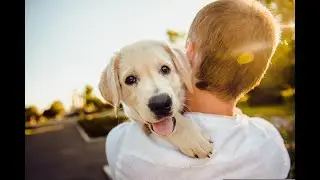 Let's Learn about Puppies 🐕‍🦺🐕🐶🐩 #puppy #puppies #puppylove #puppyvideos #puppydog #learning4free