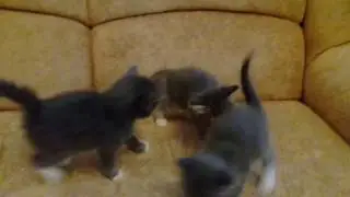 Котята