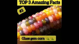 Amazing fact in Hindi | Best Hindi Facts | Fact Shorts video | top 3 interesting fact | Fact