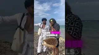 Name 3 Animals that start with the letter F… 