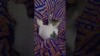 LAGU BUAT KUCING KESAYANGAN LENA