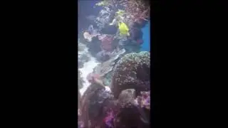 Fish life (Reef life 11)