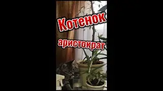 Котята аристократы