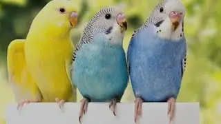 Размножение Волнистых попугаев! Первый молодняк! Вторая кладка!
