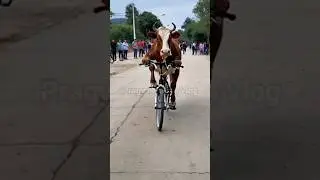 Funny animals videos 