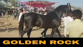 jasra horse show 2021:। marwari stallion। जसरा champion GOLDEN ROCK।