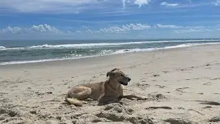 Marty at the beach
