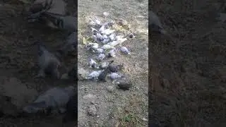 голуби Узбекистана город Самарканд