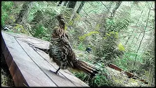 TrailCam:  Pheasant, Racoon, Porcupine, Fox, Dove, and of course, Deer.