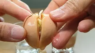 HOW TO GROW AVOCADO TREE FROM SEED🥑