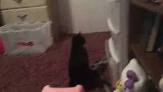 The cat bath