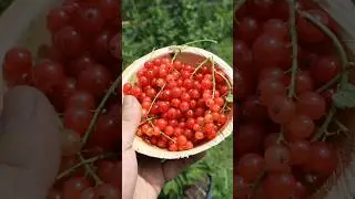 Harvesting my red currants! #currant #gardening #harvesting