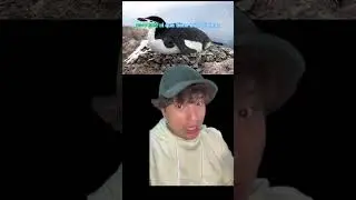 Datos curiosos sobre los pingüinos