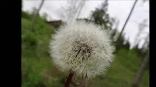 Naturfotos