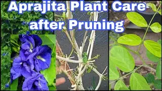How to care Aprajita Plant after pruning|अपराजिता प्लांट को Pruning करने के बाद कैसे केयर करें