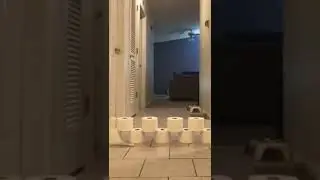 When Your Chihuahua Hears Someone Else Getting Her Treats 