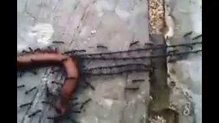 Муравьи тащат сосиску