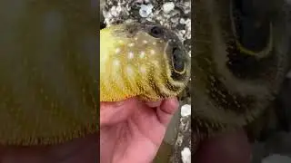 The cutest Puffer fish ever😂😍 #pufferfish #cute #cutevideos