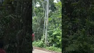 supari tree in wayanad kerala