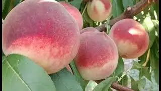 Персик Аліросада. Peach Alirosada. Перше плодоношення. Крупний, білом'ясий сорт з відмінним смаком