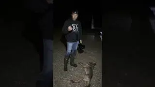 Aggressive Coyotes + New Coyote Vocals = Fast-paced Action